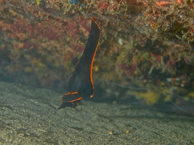 Sabang Wreck, Batfish